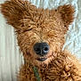 Cooper is registered to the contest to win money with this photo: animal, bed, brown, canine, close_up, curly_hair, cute, dog, domestic_animal, ears, fluffy, furry, lying_down, nose, pet, portrait, relaxed, scruffy, sleepy, white_bed_sheet