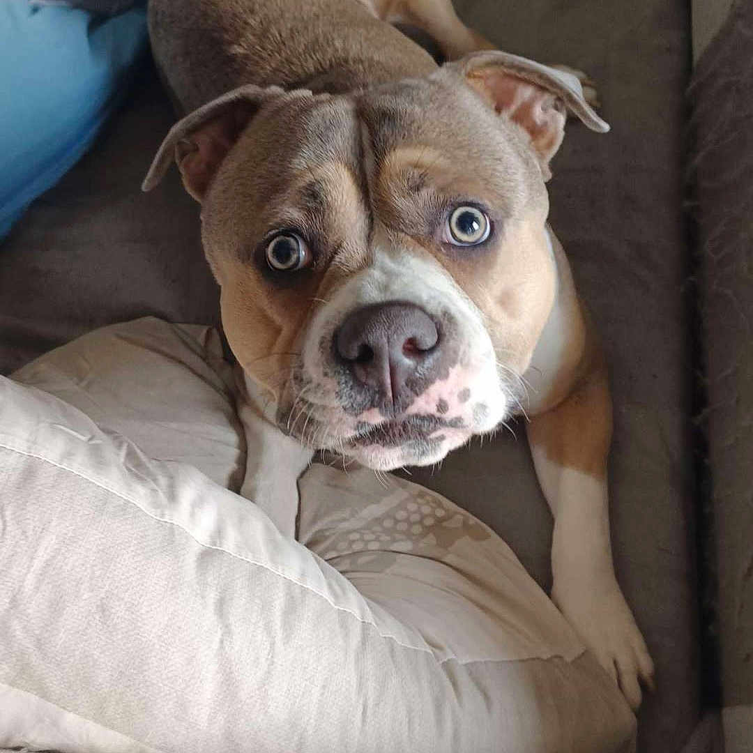 Volt participe au concours pour gagner de l'argent avec cette photo : animal, blanket, boxer, bulldog, canine, couch, cushion, dog, dogbed, frenchbulldog, furniture, homedecor, hound, person, pet, pillow, pitbull, puppy, sleeping, snout