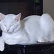 Moonbeam joined the competition — help win amazing prizes! animal, cat, companion, cozy, cute, domestic_animal, ears, feline, fur, indoor, mammal, paw, peaceful, pet, quiet, relaxed, resting, sleeping, whiskers, white_cat