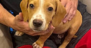 Apollo is registered to the contest to win money with this photo: puppy, dog, beagle, pet, animal, floppy_ears, brown_and_white, white_stripe, black_nose, brown_eyes, sitting, being_held, human_hands, couch, chair, red_fabric, indoor, close_up, portrait, cute