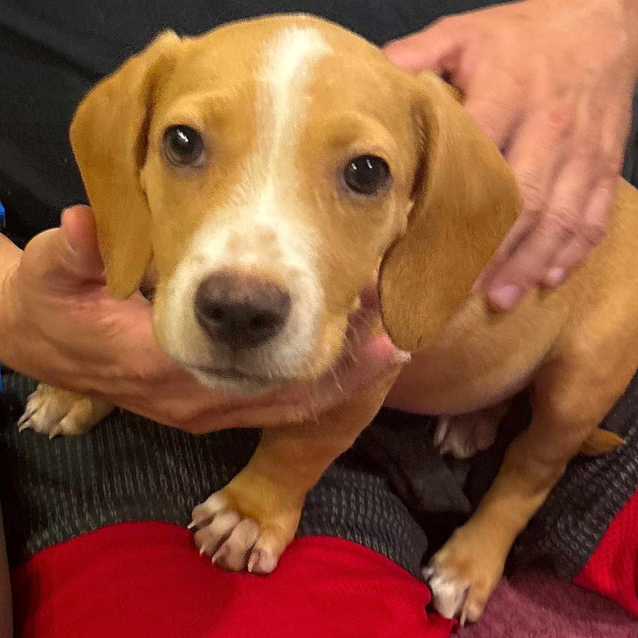 Apollo is registered to the contest to win money with this photo: puppy, dog, beagle, pet, animal, floppy_ears, brown_and_white, white_stripe, black_nose, brown_eyes, sitting, being_held, human_hands, couch, chair, red_fabric, indoor, close_up, portrait, cute