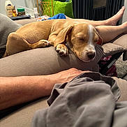 Apollo joined the competition — help win amazing prizes! puppy, dog, sleeping, couch, indoors, home, pet, animal, tan_fur, white_markings, floppy_ears, closed_eyes, paws, relaxed, cozy, blanket, human_legs, furniture, living_room, portrait