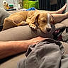 puppy, dog, sleeping, couch, indoors, home, pet, animal, tan_fur, white_markings, floppy_ears, closed_eyes, paws, relaxed, cozy, blanket, human_legs, furniture, living_room, portrait