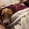 Apollo is registered to the contest to win money with this photo: dog, puppy, sleeping, cozy, blanket, burrito, brown_and_white, pet, indoor, couch, soft, snuggled, resting, face, eyes, nose, whiskers, home, houseplant, portrait