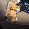 Apollo joined the competition — help win amazing prizes! dog, sleeping, pet, couch, blanket, blue_collar, tan_fur, white_fur, indoor, home, relaxed, resting, upside_down, portrait, animal, cozy, furniture, soft, cute, photography