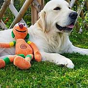 Snap a rejoint le concours — aidez-le/la à gagner de superbes lots ! dog, golden_retriever, plush_toy, grass, outdoor, garden, wooden_lattice, pet, animal, relaxed, toy, greenery, summer, daylight, nature, cute, companion, laying_down, happy, fur