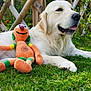 dog, golden_retriever, plush_toy, grass, outdoor, garden, wooden_lattice, pet, animal, relaxed, toy, greenery, summer, daylight, nature, cute, companion, laying_down, happy, fur
