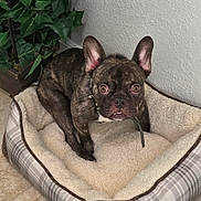 Gucci is registered to the contest to win money with this photo: dog, french_bulldog, brindle, pet_bed, indoor, plant, cozy, alert, canine, animal, ears_up, looking_at_camera, floor, corner, small_dog, domestic_animal, bed, fur, eyes, collar