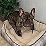 dog, french_bulldog, brindle, pet_bed, indoor, plant, cozy, alert, canine, animal, ears_up, looking_at_camera, floor, corner, small_dog, domestic_animal, bed, fur, eyes, collar