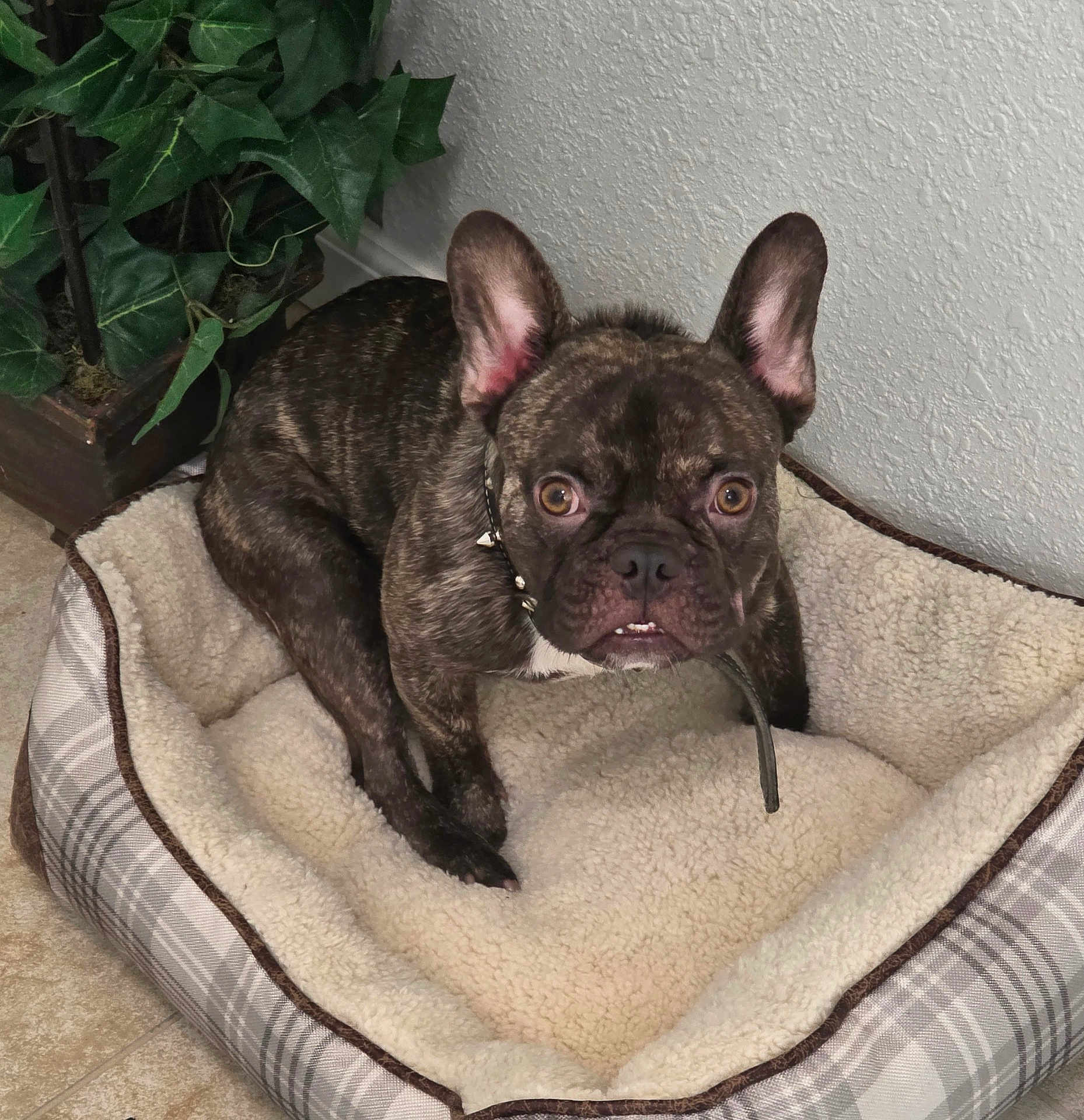Gucci is registered to the contest to win money with this photo: dog, french_bulldog, brindle, pet_bed, indoor, plant, cozy, alert, canine, animal, ears_up, looking_at_camera, floor, corner, small_dog, domestic_animal, bed, fur, eyes, collar