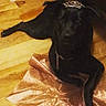 Luna joined the competition — help win amazing prizes! dog, black_dog, tiara, dress, fabric, floor, wooden_floor, pet, animal, indoor, portrait, costume, accessory, cute, laying, royal, sparkle, glamour, adorable, domestic_animal