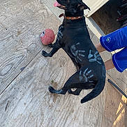 Luna joined the competition — help win amazing prizes! dog, black_dog, handprints, paint, football, tongue_out, wooden_floor, collar, pet, animal, playful, outdoor, person, shorts, blue_shorts, doorway, shadow, paw_prints, pet_playing, fun