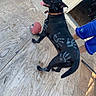 dog, black_dog, handprints, paint, football, tongue_out, wooden_floor, collar, pet, animal, playful, outdoor, person, shorts, blue_shorts, doorway, shadow, paw_prints, pet_playing, fun