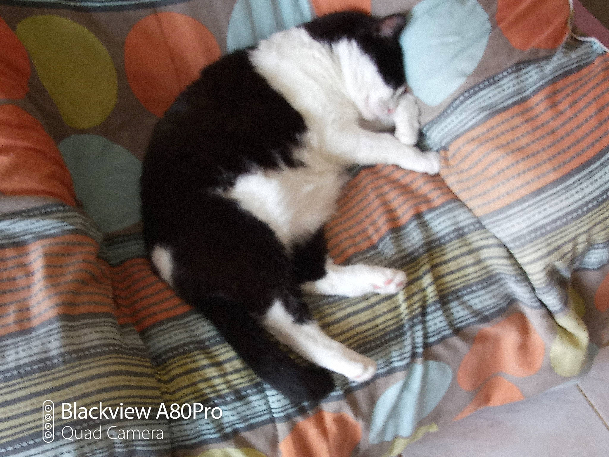 Timinne participe au concours pour gagner de l'argent avec cette photo : canidae, carnivore, cat, comfort, companion_dog, dog_breed, domestic_short_haired_cat, felidae, fur, hardwood, lap, nap, pattern, plaid, small_to_medium_sized_cats, sporting_group, tail, tartan, whiskers, wood