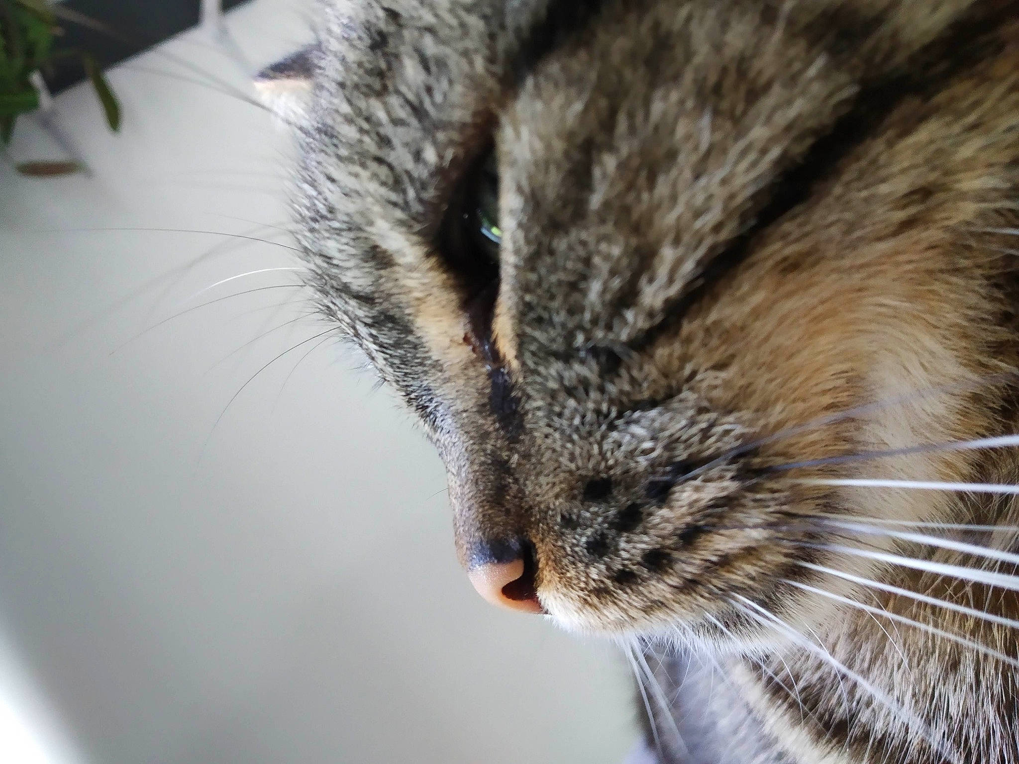 Vito a rejoint le concours — aidez-le/la à gagner de superbes lots ! carnivore, cat, claw, close_up, comfort, domestic_short_haired_cat, felidae, fur, head, iris, macro_photography, nap, paw, plant, sleep, small_to_medium_sized_cats, snout, terrestrial_animal, whiskers, wildlife