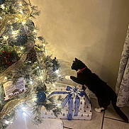 Piper is registered to the contest to win money with this photo: cat, christmas_tree, gift, holiday, decorations, lights, ornaments, pinecones, ribbon, floor_tiles, curtain, indoor, festive, black_and_white_cat, red_collar, holiday_season, celebration, pet, curious, christmas