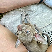 Milow participe au concours pour gagner de l'argent avec cette photo : dog, puppy, ears, legs, person, skin, clothing, fabric, outdoor, grass, nap, pet, cute, small_dog, brown_dog, looking_up, sitting, casual, closeup, relaxed