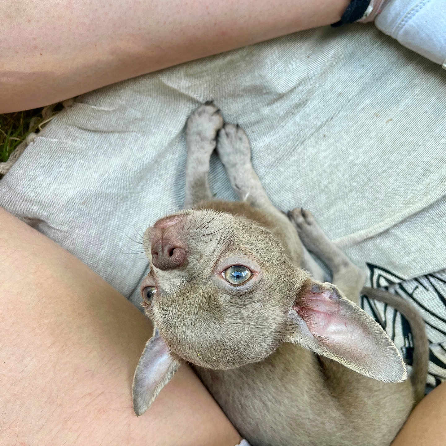 Milow participe au concours pour gagner de l'argent avec cette photo : dog, puppy, ears, legs, person, skin, clothing, fabric, outdoor, grass, nap, pet, cute, small_dog, brown_dog, looking_up, sitting, casual, closeup, relaxed