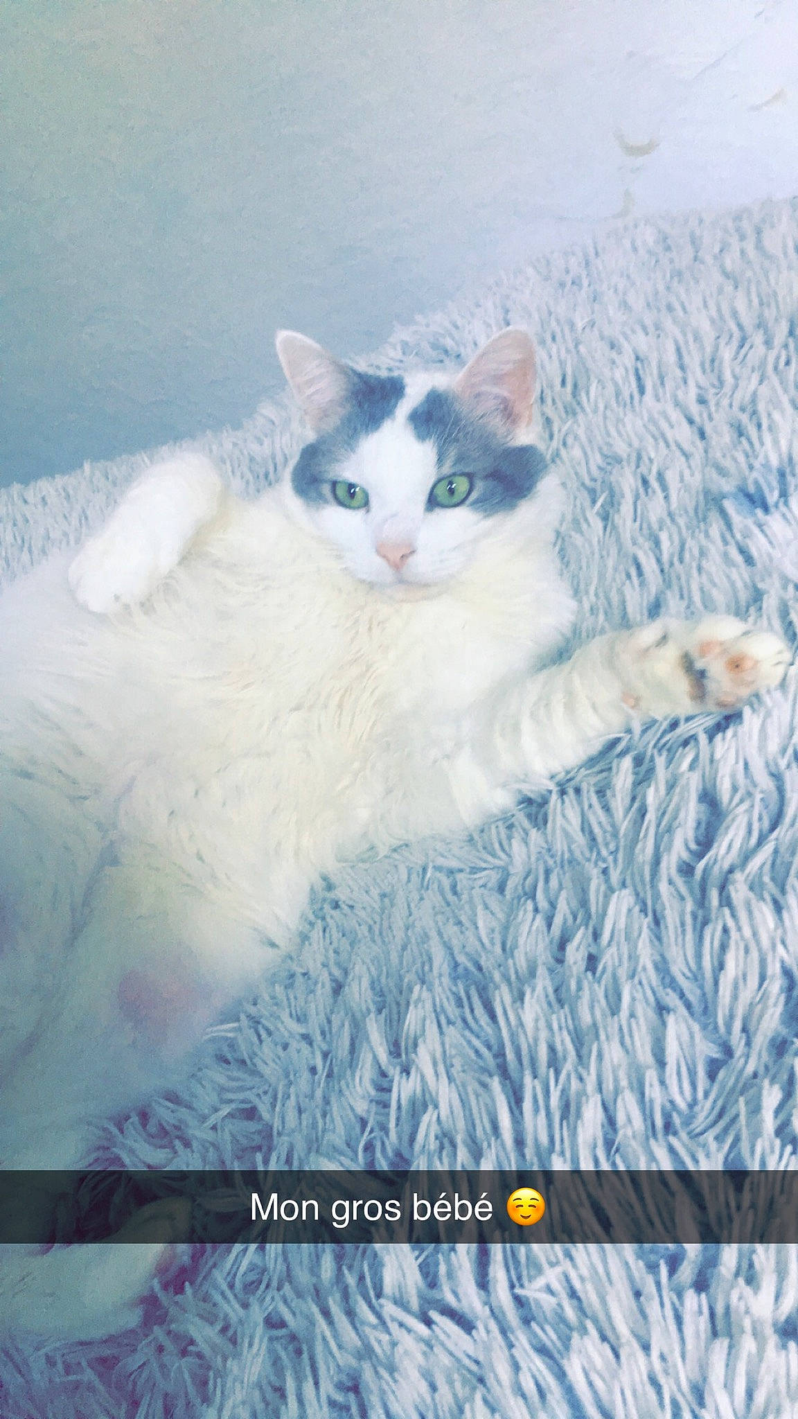 Cymbal a rejoint le concours — aidez-le/la à gagner de superbes lots ! art, azure, carnivore, cat, domestic_short_haired_cat, felidae, freezing, fur, ocean, paw, photo_caption, rectangle, sky, small_to_medium_sized_cats, snout, tail, wave, whiskers, wind_wave, winter