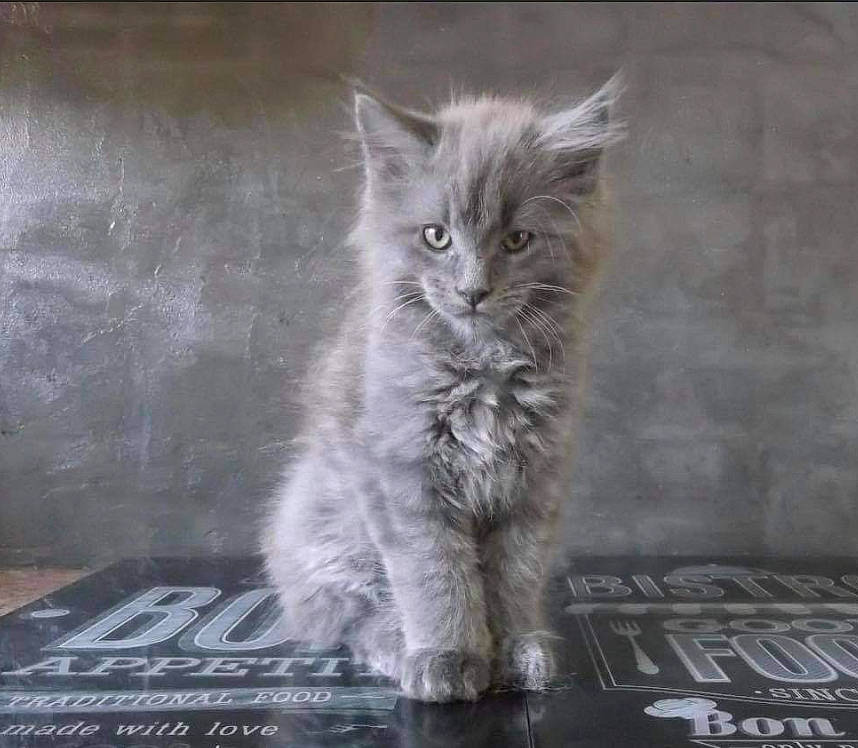 Sugar Baby