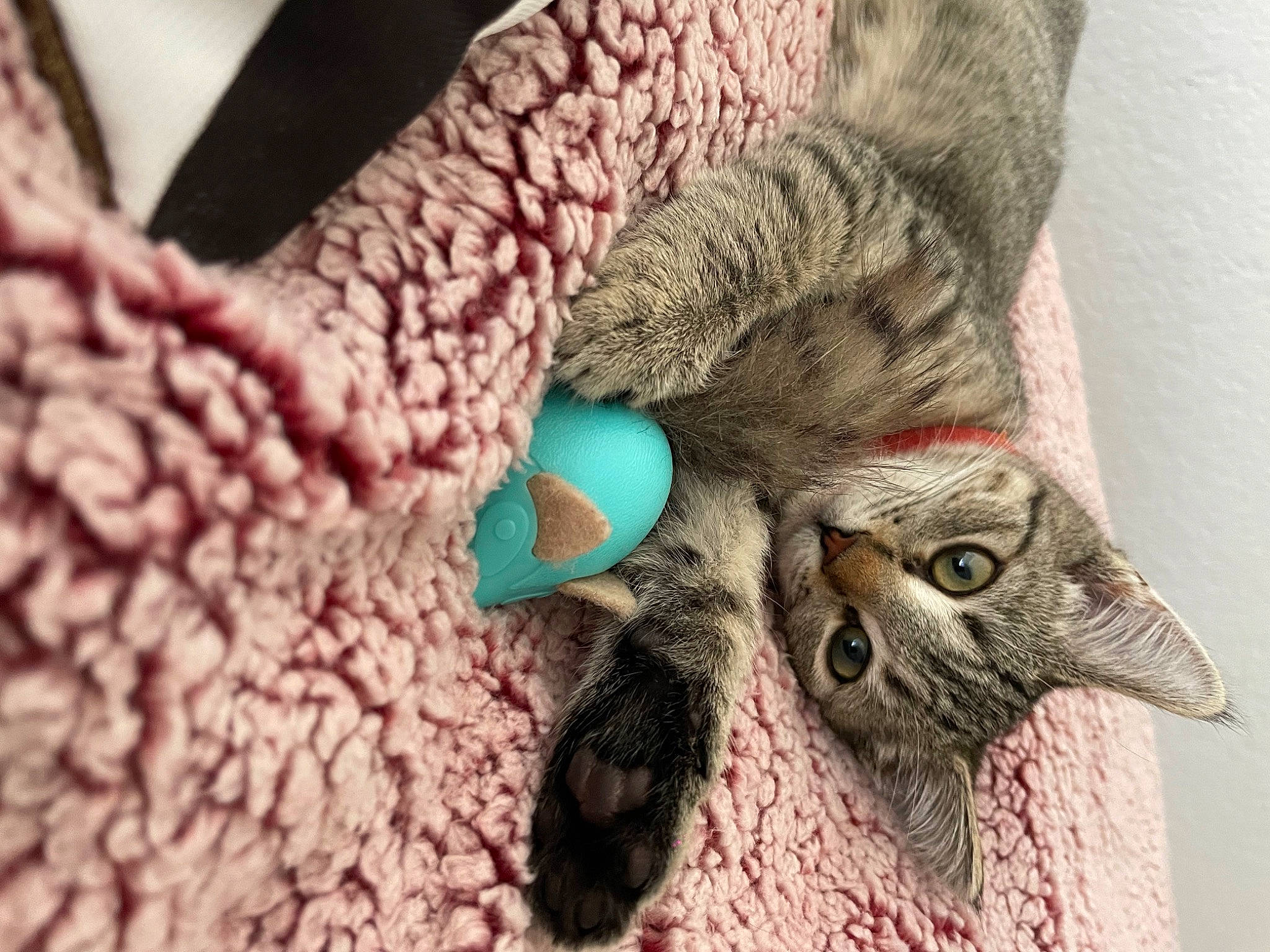 Luna joined the competition — help win amazing prizes! carnivore, cat, domestic_short_haired_cat, fashion_accessory, fawn, feather, felidae, fur, grey, headgear, linens, nail, neck, paw, small_to_medium_sized_cats, snout, tail, whiskers, wool, woolen