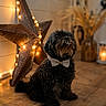 Dolly participe au concours pour gagner de l'argent avec cette photo : dog, curly_hair, bow_tie, wooden_floor, star, fairy_lights, decor, indoor, cozy, warm_lighting, pet, sitting, black_dog, ornament, candle, vase, dried_flowers, festive, cute, portrait