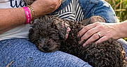 Dolly participe au concours pour gagner de l'argent avec cette photo : dog, dogs, pet, pets, person, people, grass, meadow, outdoor, nature, hand, lap, clothing, casual, relaxation, sunlight, field, animal, resting, companionship