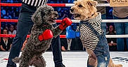 Dolly participe au concours pour gagner de l'argent avec cette photo : animal, arena, audience, black_dog, boxing_gloves, boxing_ring, brown_dog, competition, costume, dog, entertainment, event, fight, humor, jeans, referee, signs, spectators, sports, striped_shirt