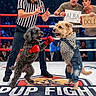 Dolly participe au concours pour gagner de l'argent avec cette photo : dog, boxing_ring, referee, boxing_gloves, costume, spectators, signs, competition, fight, sports, arena, audience, striped_shirt, jeans, black_dog, brown_dog, entertainment, event, animal, humor