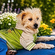 Alba participe au concours pour gagner de l'argent avec cette photo : dog, small_dog, outdoor, flower_bed, greenery, blue_cushion, clothing, shirt, pants, relaxed, pet, garden, sunny, nature, fur, portrait, animal, daylight, cute, casual