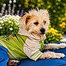 dog, small_dog, outdoor, flower_bed, greenery, blue_cushion, clothing, shirt, pants, relaxed, pet, garden, sunny, nature, fur, portrait, animal, daylight, cute, casual