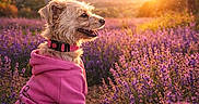 Alba participe au concours pour gagner de l'argent avec cette photo : canine, collar, cute, dog, flower, grass, happy, landscape, lavender_field, nature, outdoor, pet, pink_hoodie, purple_flowers, scenic, sitting, sky, sunlight, sunset, tree