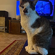 Tauntaun joined the competition — help win amazing prizes! animal, brown, cat, cozy, cute, domestic_cat, floor, furniture, gray, indoor, living_room, one-eyed, pet, portrait, rug, sitting, table, television, white, wood