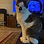animal, brown, cat, cozy, cute, domestic_cat, floor, furniture, gray, indoor, living_room, one-eyed, pet, portrait, rug, sitting, table, television, white, wood