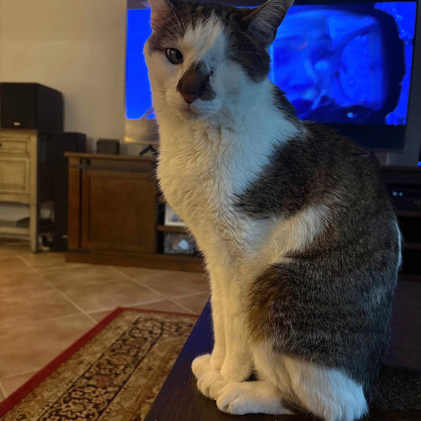 Tauntaun joined the competition — help win amazing prizes! animal, brown, cat, cozy, cute, domestic_cat, floor, furniture, gray, indoor, living_room, one-eyed, pet, portrait, rug, sitting, table, television, white, wood