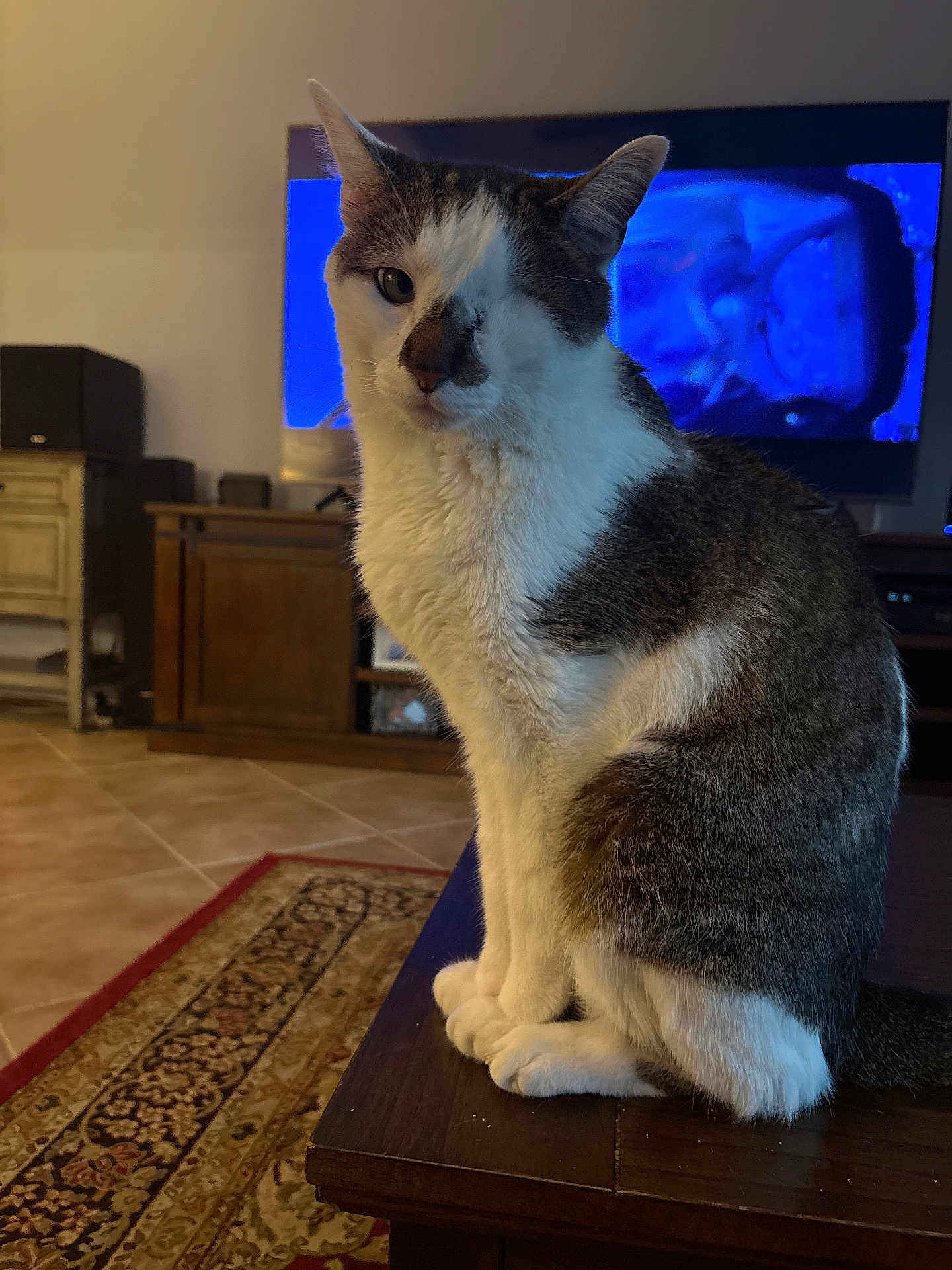 Tauntaun joined the competition — help win amazing prizes! animal, brown, cat, cozy, cute, domestic_cat, floor, furniture, gray, indoor, living_room, one-eyed, pet, portrait, rug, sitting, table, television, white, wood