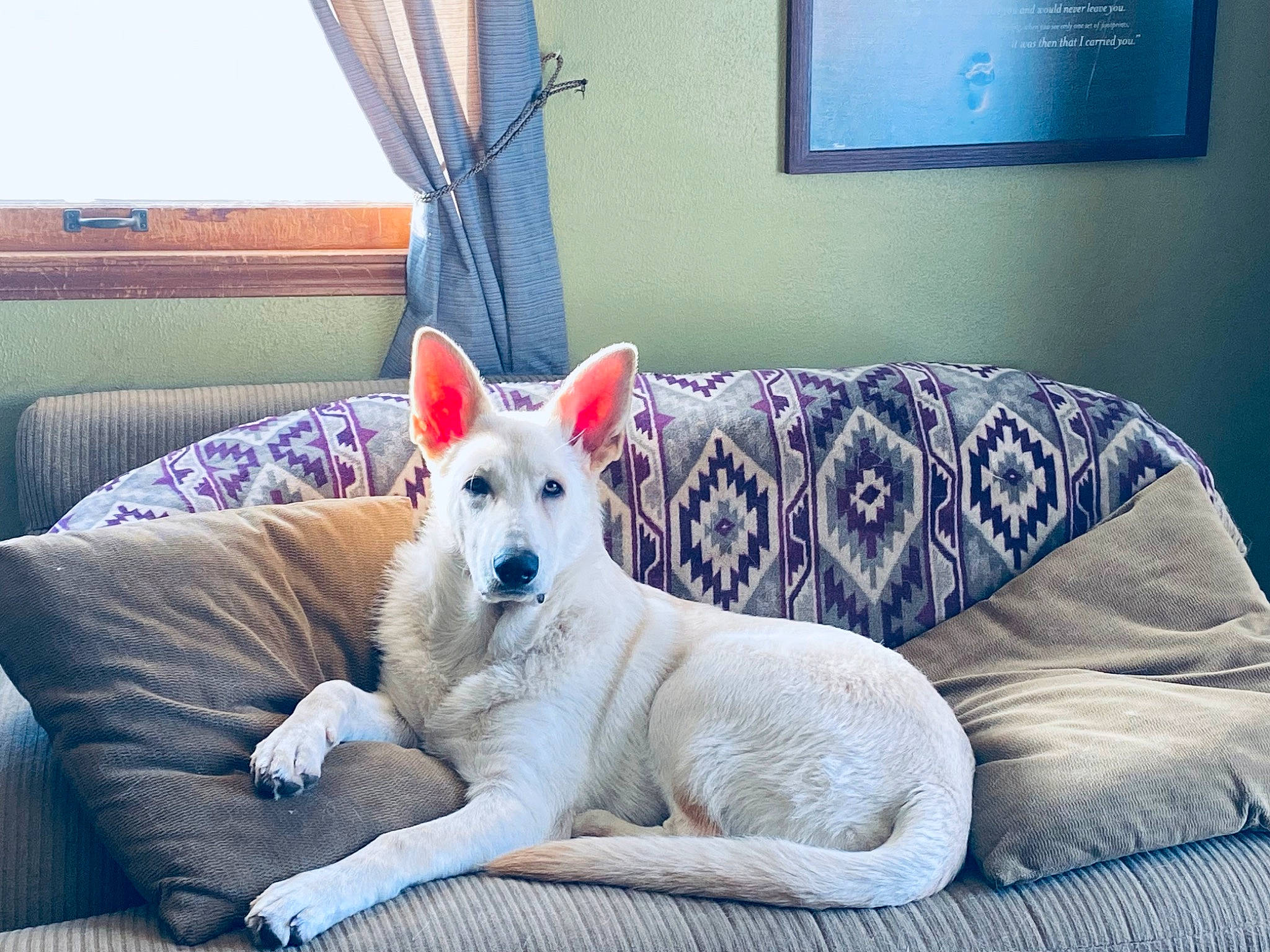 Buddy is registered to the contest to win money with this photo: blue, carnivore, comfort, companion_dog, couch, curtain, dog, dog_breed, fawn, flooring, furniture, interior_design, living_room, picture_frame, room, sporting_group, tail, television, window, window_blind