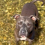 Daruma a rejoint le concours — aidez-le/la à gagner de superbes lots ! adorable, animal, brown_dog, canine, close_up, curious, daylight, dog, ears_up, looking_up, nature, outdoor, pet, playful, rocks, shallow_water, standing, sunlight, water, wet_paws