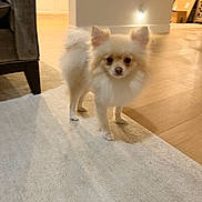 Suki joined the competition — help win amazing prizes! dog, small_dog, fluffy, indoor, carpet, floor, furniture, living_room, curious, pet, cute, ears, standing, home, wooden_floor, light, cozy, animal, domestic, portrait