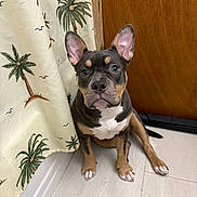 Akira joined the competition — help win amazing prizes! black_fur, blue_eyes, brown_fur, bulldog, curtain, cute, dog, front_facing, indoor, palm_trees, pet, portrait, puppy, sitting, tan_markings, tile_floor, tropical_pattern, upright_ears, white_chest, wooden_door