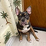 black_fur, blue_eyes, brown_fur, bulldog, curtain, cute, dog, front_facing, indoor, palm_trees, pet, portrait, puppy, sitting, tan_markings, tile_floor, tropical_pattern, upright_ears, white_chest, wooden_door