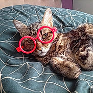 Petit Chat a rejoint le concours — aidez-le/la à gagner de superbes lots ! cat, tabby, glasses, toy_glasses, pet, animal, feline, lying_down, bed, blanket, patterned_blanket, indoor, cute, whiskers, ears, fur, relaxed, resting, closeup, playful