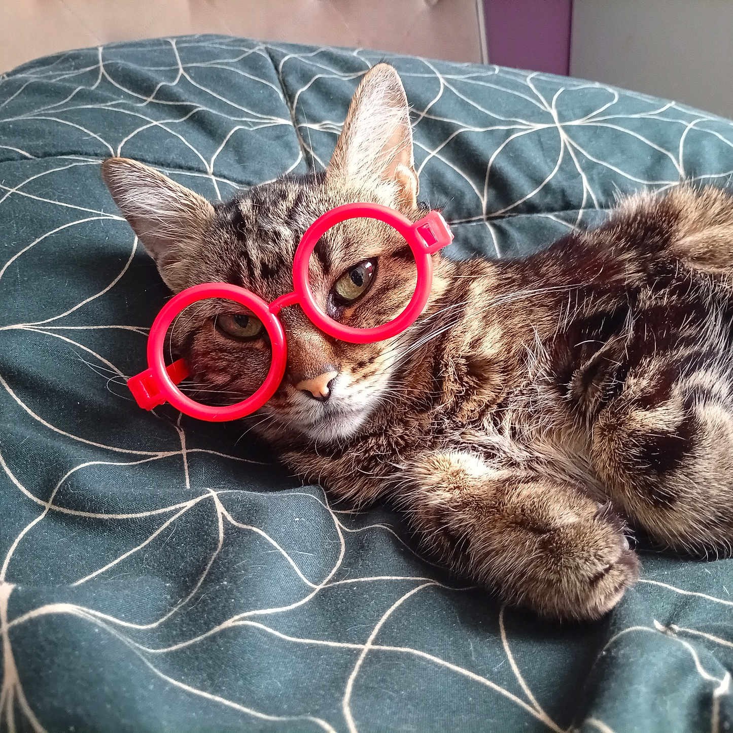 Petit Chat is registered to the contest to win money with this photo: cat, tabby, glasses, toy_glasses, pet, animal, feline, lying_down, bed, blanket, patterned_blanket, indoor, cute, whiskers, ears, fur, relaxed, resting, closeup, playful