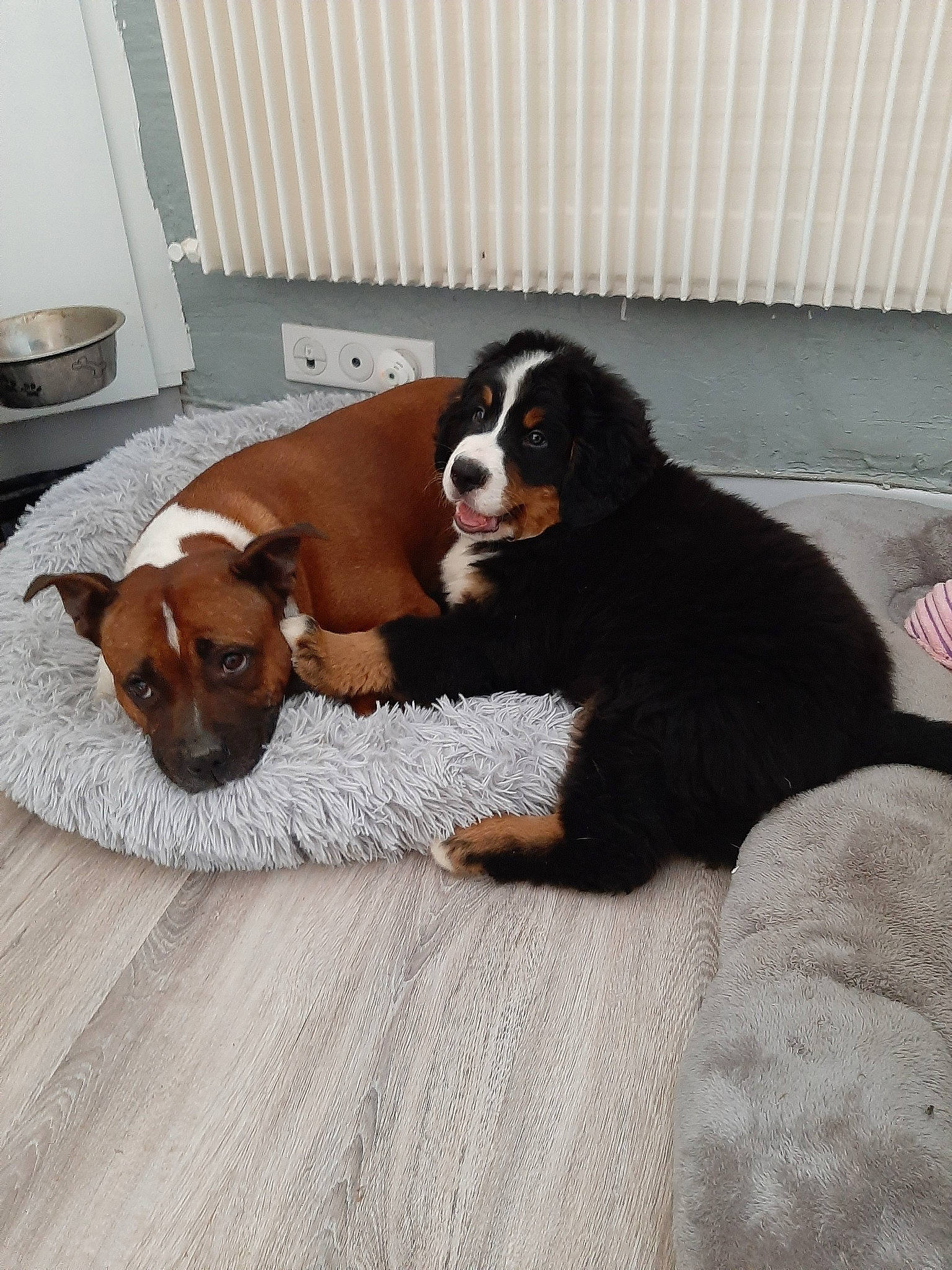 Ganja a rejoint le concours — aidez-le/la à gagner de superbes lots ! appenzeller_sennenhund, bernese_mountain_dog, canidae, carnivore, companion_dog, dog, dog_breed, entlebucher_mountain_dog, fawn, greater_swiss_mountain_dog, mammal, puppy, sporting_group, vertebrate, working_dog