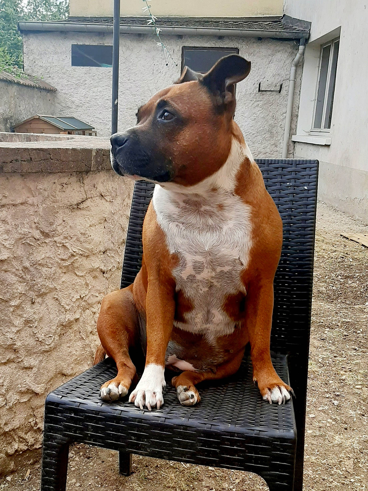 Ganja a rejoint le concours — aidez-le/la à gagner de superbes lots ! american_pit_bull_terrier, american_staffordshire_terrier, ancient_dog_breeds, bull_and_terrier, bull_terrier, canidae, carnivore, dog, dog_breed, fawn, mammal, non_sporting_group, sitting, snout, staffordshire_bull_terrier, terrier, vertebrate