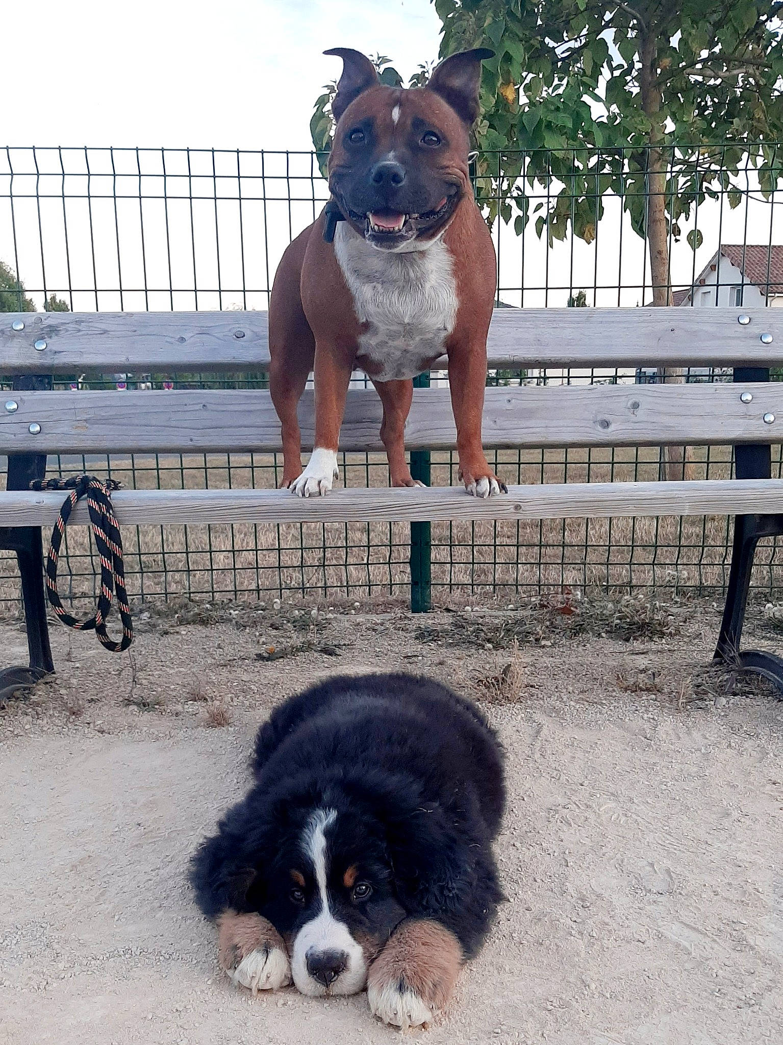 Ganja participe au concours pour gagner de l'argent avec cette photo : ancient_dog_breeds, bernese_mountain_dog, canidae, carnivore, companion_dog, dog, dog_breed, english_shepherd, giant_dog_breed, mammal, rare_breed_dog, snout, sporting_group, vertebrate, working_dog