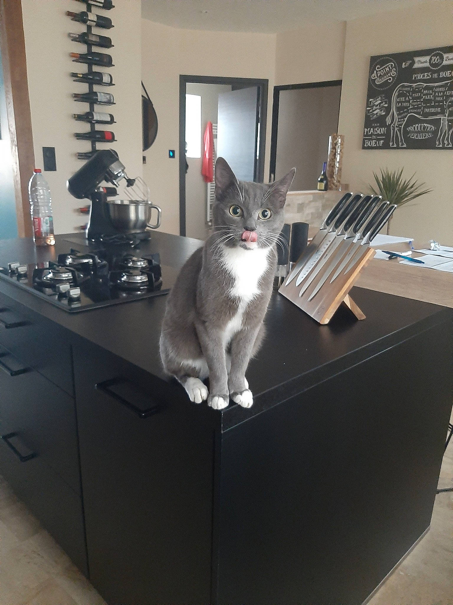 Peppa a rejoint le concours — aidez-le/la à gagner de superbes lots ! carnivore, cat, chest_of_drawers, desk, domestic_short_haired_cat, european_shorthair, felidae, furniture, home, interior_design, room, small_to_medium_sized_cats, table, whiskers