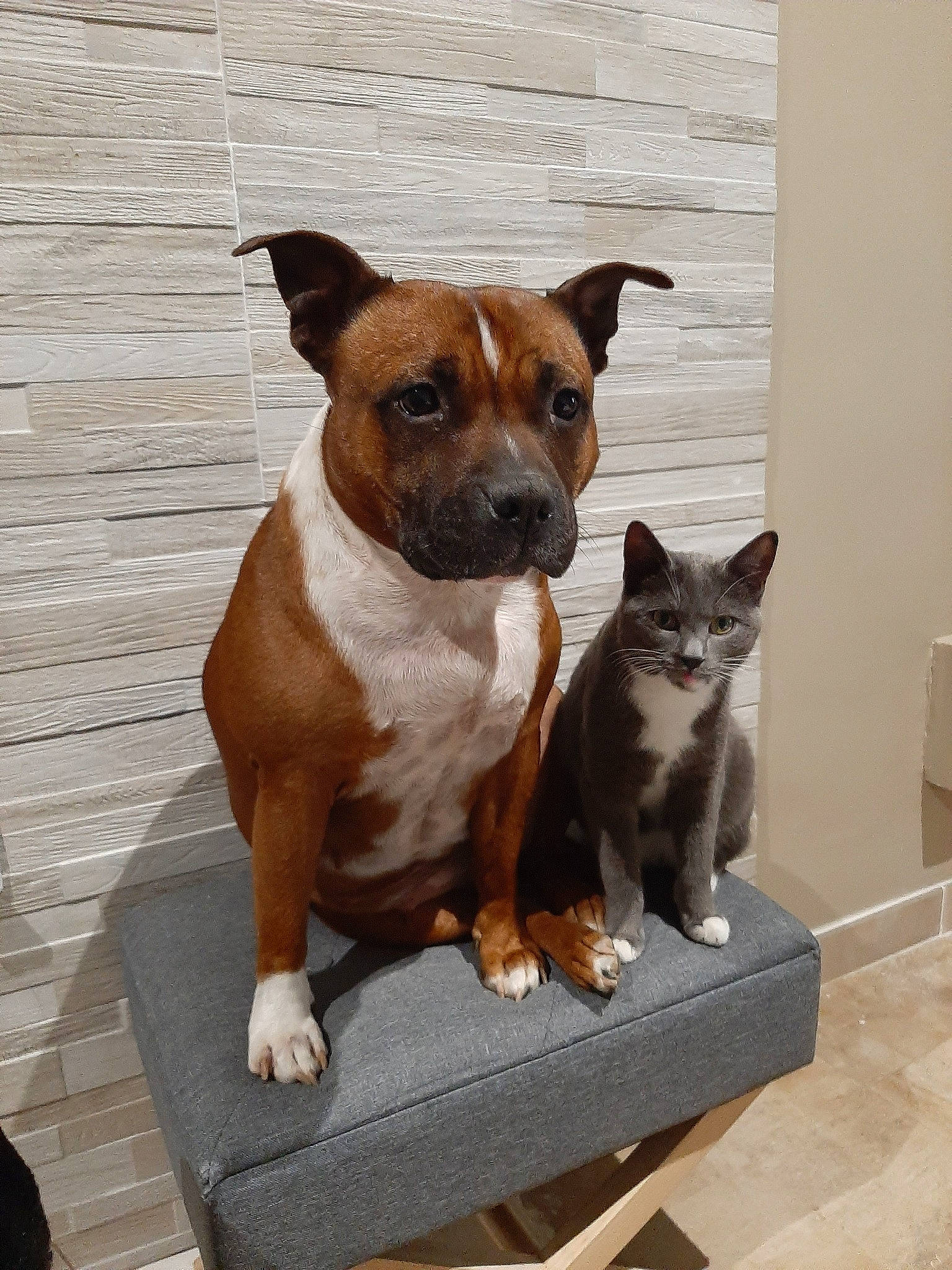 Peppa participe au concours pour gagner de l'argent avec cette photo : american_pit_bull_terrier, american_staffordshire_terrier, canidae, carnivore, companion_dog, dog, dog_breed, fawn, mammal, non_sporting_group, pit_bull, puppy, sitting, snout, staffordshire_bull_terrier, terrier, vertebrate, whiskers