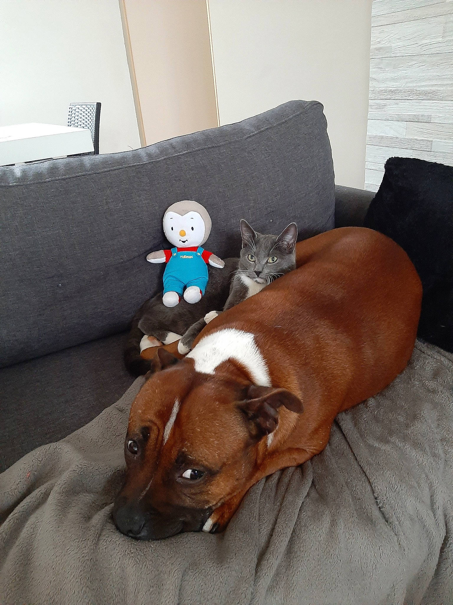 Peppa a rejoint le concours — aidez-le/la à gagner de superbes lots ! boxer, canidae, carnivore, comfort, companion_dog, couch, dachshund, dog, dog_breed, fawn, floor, flooring, furniture, rhodesian_ridgeback, snout