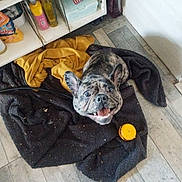 Ruby participe au concours pour gagner de l'argent avec cette photo : dog, french_bulldog, brindle, blanket, yellow_cloth, wooden_floor, indoor, pet, smiling, happy, flooring, sneakers, looking_up, cozy, household_items, playful, ears_up, tongue_out, floor, companion